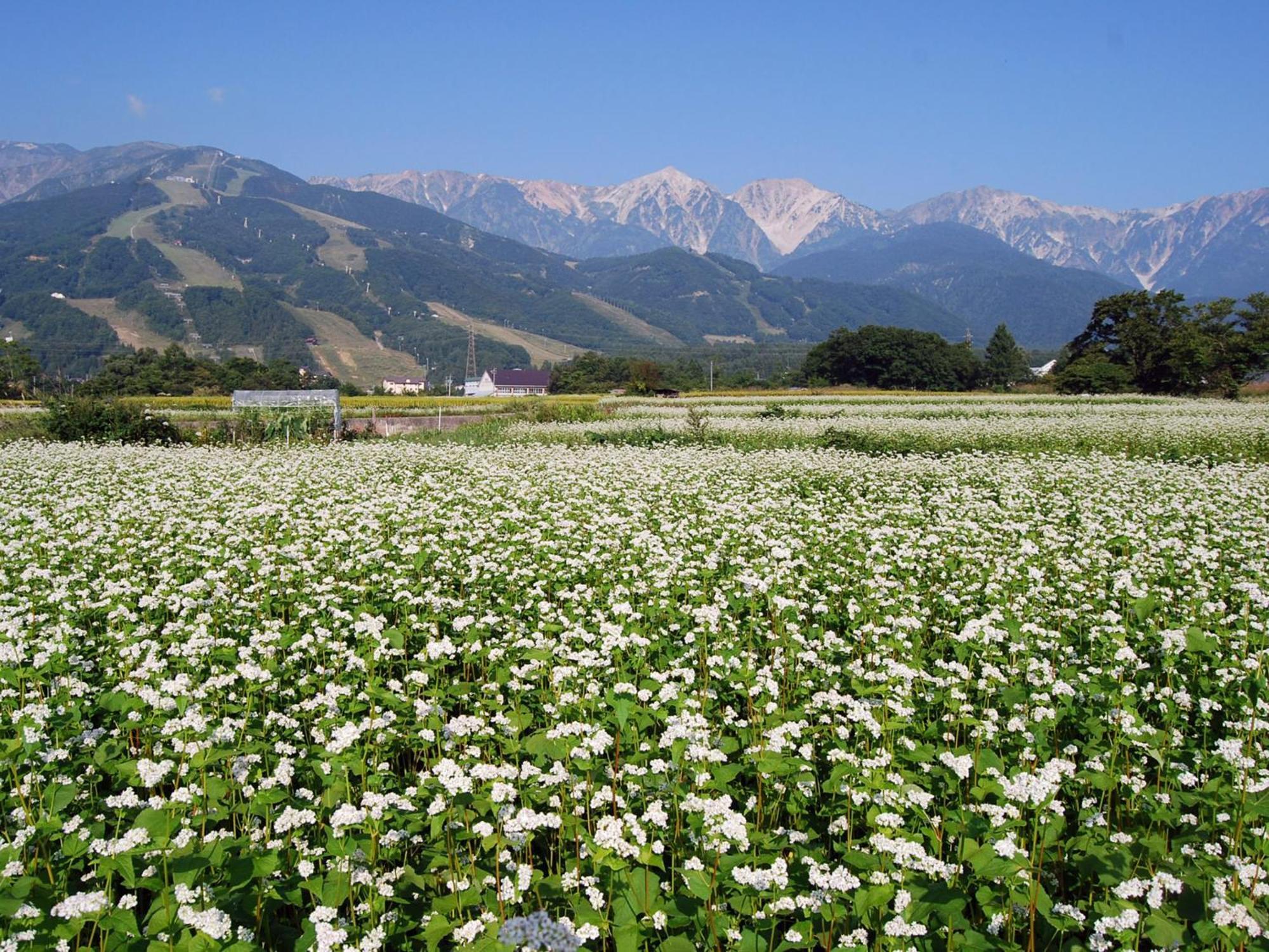 Kudo'S Lodge Hakuba Exteriér fotografie
